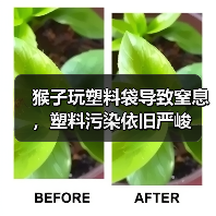 猴子玩塑料袋导致窒息，塑料污染依旧严峻（图2）